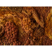 <a href=https://www.galeriegosserez.com/gosserez/artistes/l-c-lab.html> L&C Lab</a> - Biomater - Free Shape II